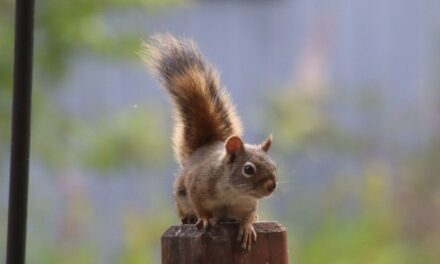 Scientists Say They Are Stunned by Vole-Hunting, Predatory Squirrels