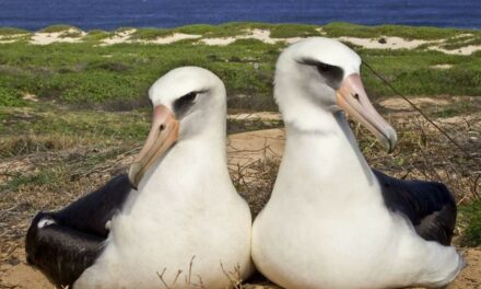 Oldest Known Wild Bird Lays Record-Setting Egg in Hawaii