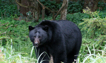 Virginia: Man Dies When Bear Falls on Him After Being Shot Out of Tree