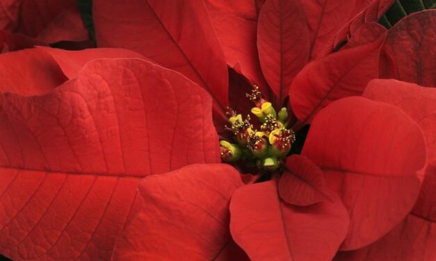 Broken poinsettia, unbroken spirit