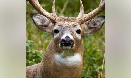 Hunter Kills Insane Buck, Shares Amazing Photos