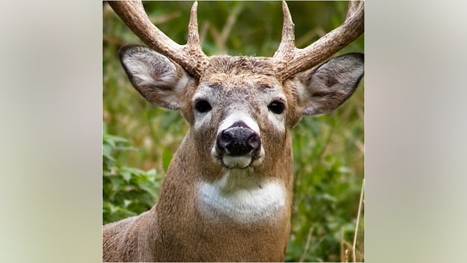 Massive buck killed by Tyler Jordan. (Credit: Getty Images)