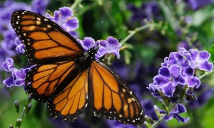 New Monarch Butterfly Protection Status: Necessary Conservation or Government Overreach?