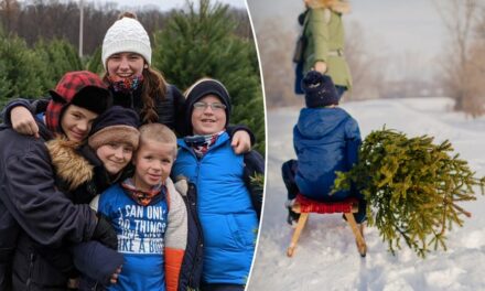 Americans travel to family-owned Christmas tree farms to pick the perfect pine: ‘People love it’