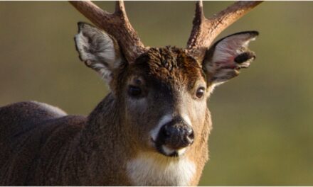 Monster Buck Killed In Wild Hunting Video: WATCH