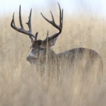 9-Year-Old Girl Gets Her ‘Biggest Buck Ever’ …Only For Its Antlers To Shed Immediately After