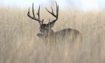 9-Year-Old Girl Gets Her ‘Biggest Buck Ever’ …Only For Its Antlers To Shed Immediately After