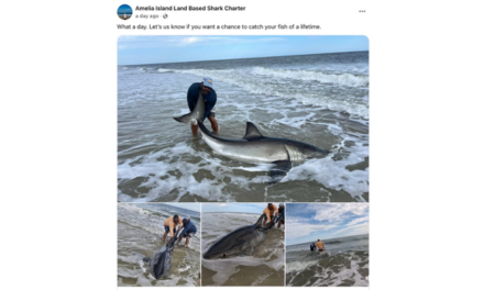 WATCH: Fisherman Reels In 10-Foot Great White Shark On Florida Beach