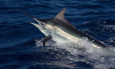 You Won’t Believe The Size Of This Blue Marlin Just Caught In Kona, Hawaii