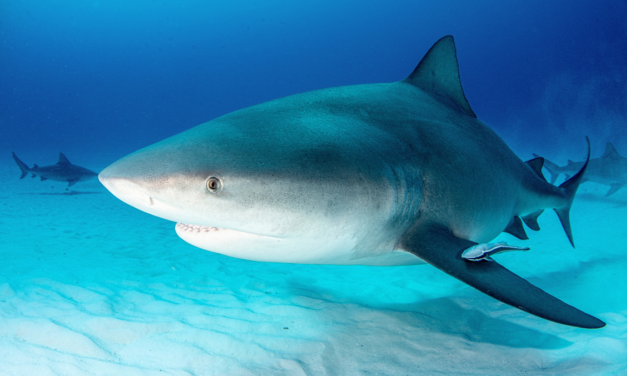 WATCH: Giant Bull Shark Leaps Into 15-Foot Fishing Boat