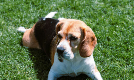 Lawmakers Celebrate with Beagle Rescued from Inhumane Testing Lab