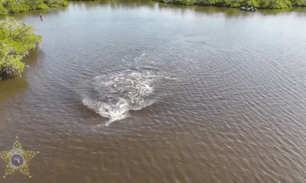 Florida officials rescue two dolphins stranded in shallow lagoon: ‘All hands on deck’