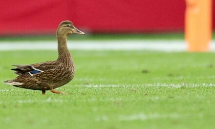 Bucs’ Jalen McMillan no fan of duck that landed on field during game despite fan frenzy