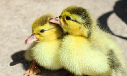 VIDEO — ‘It Spreads Like Wildfire’: Bird Flu Forces California Hatchery to Put Down 13,000 Ducks and Geese