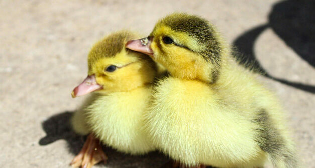 VIDEO — ‘It Spreads Like Wildfire’: Bird Flu Forces California Hatchery to Put Down 13,000 Ducks and Geese