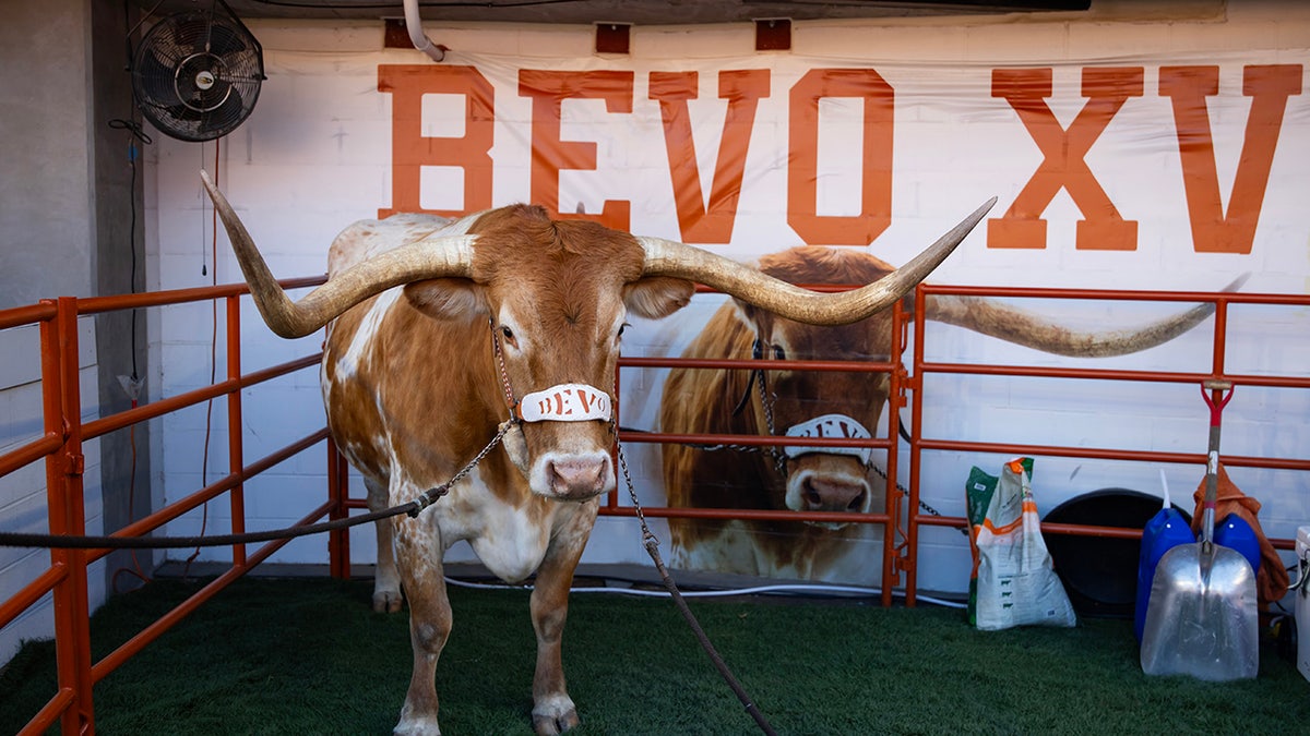 Bevo at a CFP game