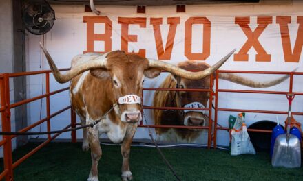 Texas football mascot Bevo barred from sidelines of upcoming CFP game, organizers say