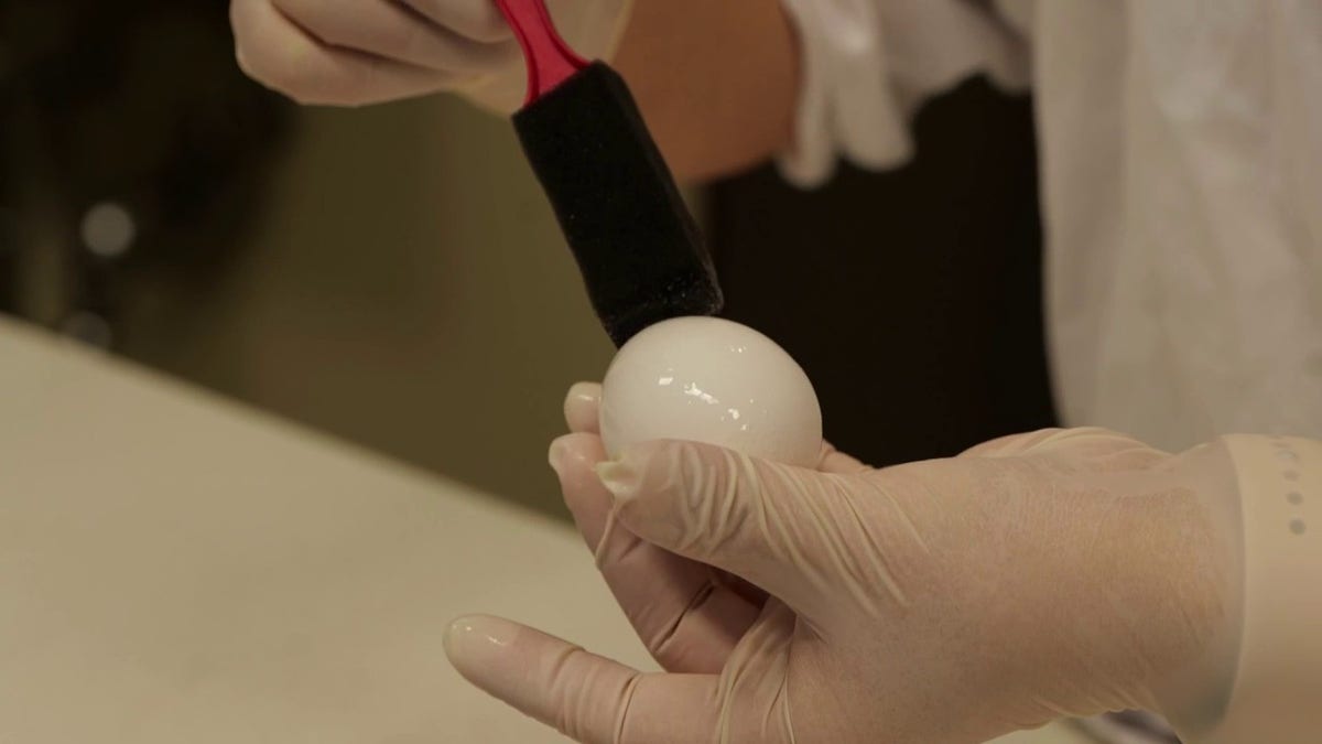 An egg is shown being coated with chitosan as part of a study by LSU's Agricultural Center.