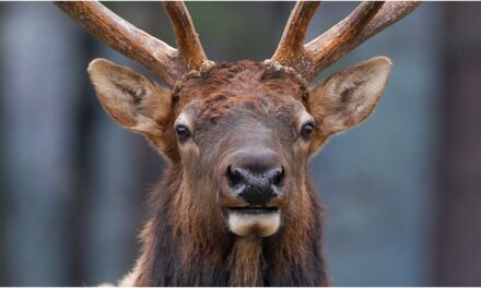 Massive Elk Captured On Video, Footage Is Glorious: WATCH