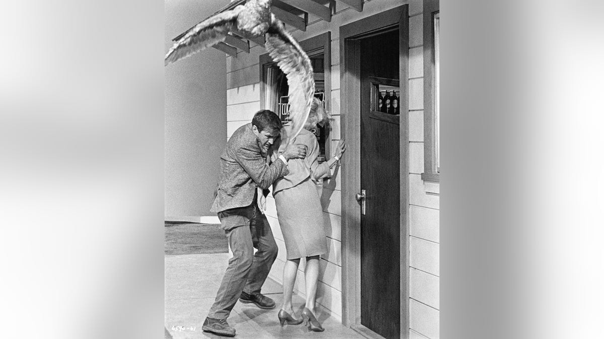 Rod Taylor protecting Tippi Hedren from a flying bird.