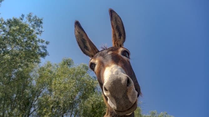 Kentucky man faces multiple charges after alleged incidents involving a mule. (Credit: Getty Images)