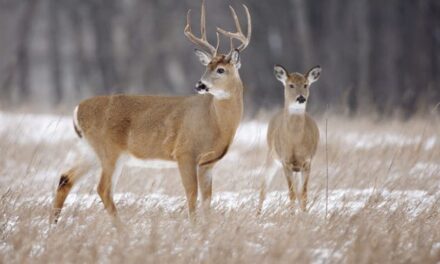 Hunter Hit With Incredibly Harsh Punishment After Poaching Monster Buck