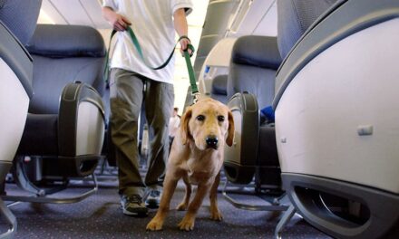 Airline passenger sparks debate after being seated near massive dog on plane