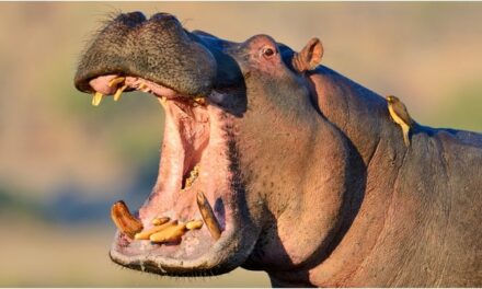 Massive Hippo Attacks Vehicle In Crazy Video: WATCH