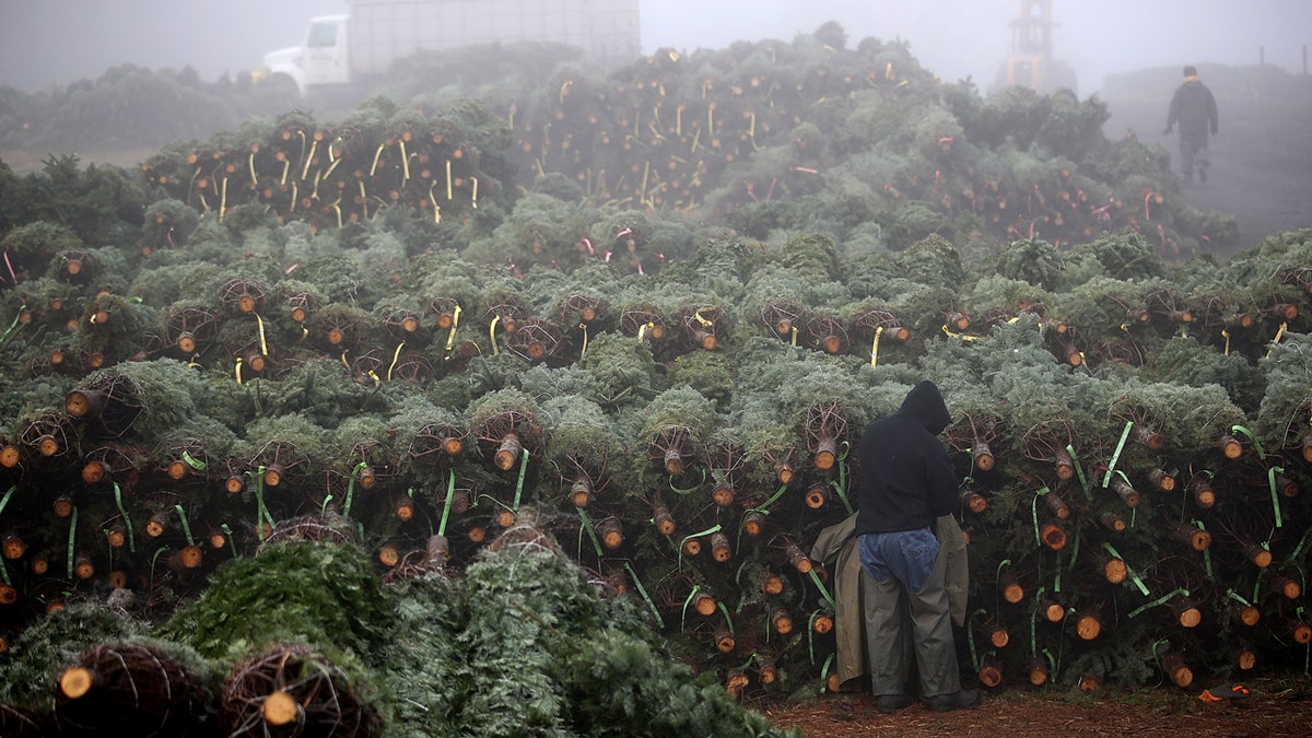 Trees stacked high at Holiday Tree Farm in Oregon