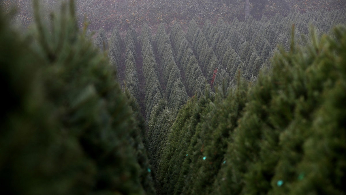 Christmas trees lined up on Holiday Tree Farm in Oregon