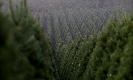 The world’s largest Christmas tree farm in Oregon sells nearly 1 million trees annually