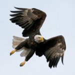 Biden Signs 50 Bills Into Law, Bald Eagle Is Formally US National Bird