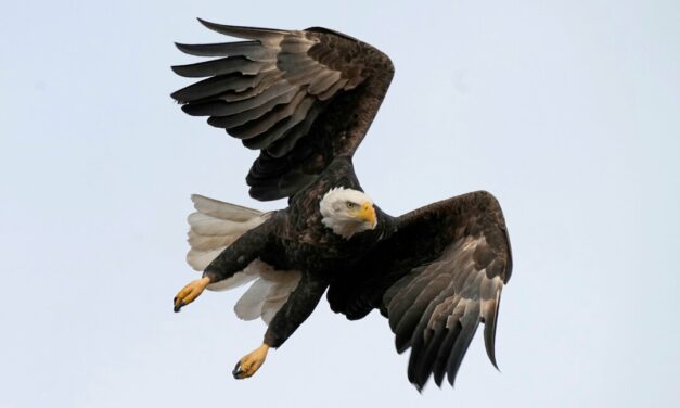 Biden Signs 50 Bills Into Law, Bald Eagle Is Formally US National Bird