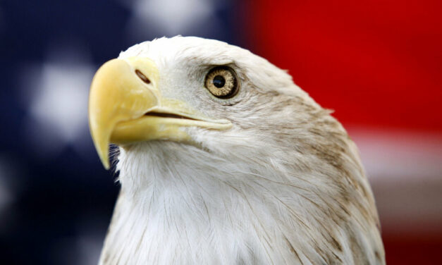 Bald Eagle Formally Recognized as US National Bird