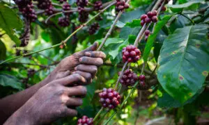 Coffee Hits Highest Price in Nearly 50 Years