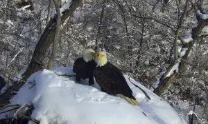 New Eagle Camera Going Live in Minnesota to the Delight of Global Viewers