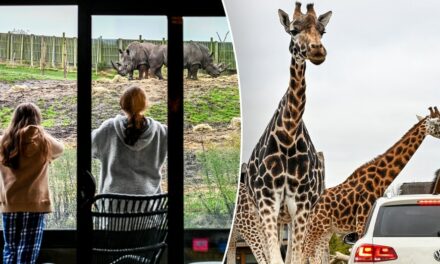 New Year, new adventure as travelers can sleep near wild animals while visiting safari park