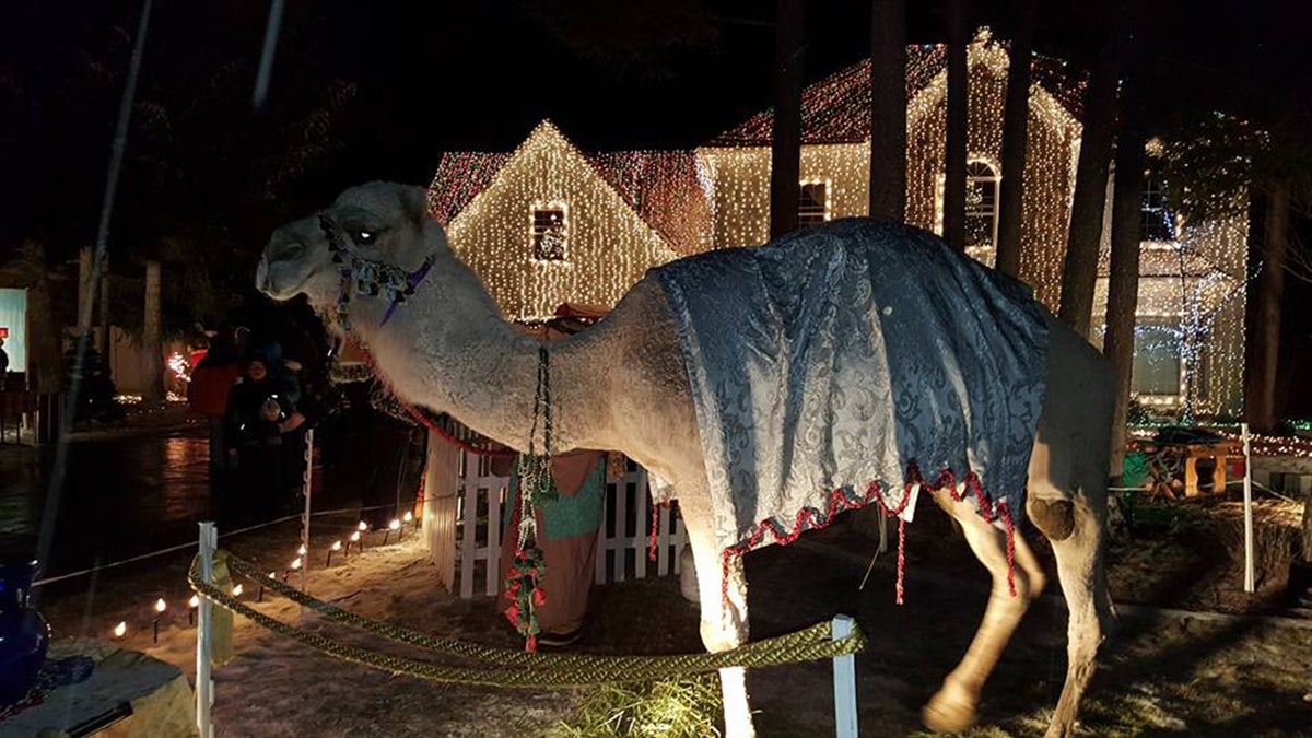 Camel stands outside house covered in Christmas lights