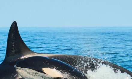 Killer Whale that Carried Dead Calf for 1,000 Miles Gives Birth Again to Live Calf