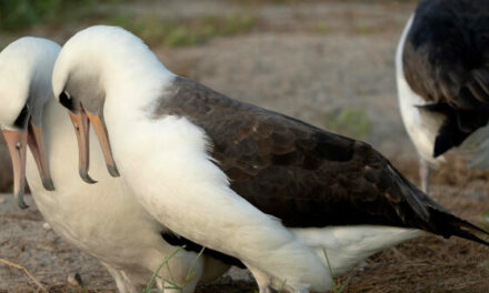 World’s Oldest Wild Bird Lays Egg at Age 74