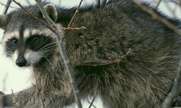 Idaho mother discovers infant being attacked by raccoon inside home in ‘extremely rare’ encounter