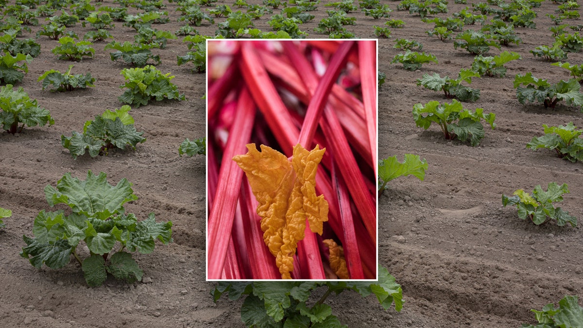 Close-up of rhubarb and a rhubarb farm in the background