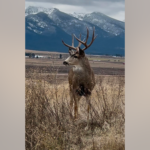 Majestic Buck With Massive Rack Caught On Camera In Montana: PHOTOS