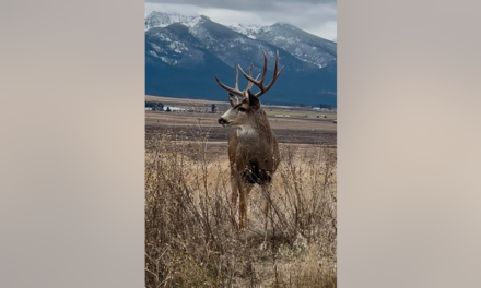 Majestic Buck With Massive Rack Caught On Camera In Montana: PHOTOS