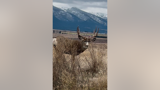 Huge buck photographed in Montana. (Credit: Reddit user Greeniee_Nurse_64 with permission/https://www.reddit.com/r/Montana/comments/1h4419c/just_a_gentleman_out_for_a_morning_stroll/)