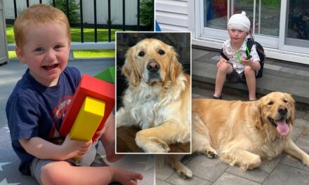 Service dog helps boy with rare genetic disorder achieve ‘unbelievable’ progress