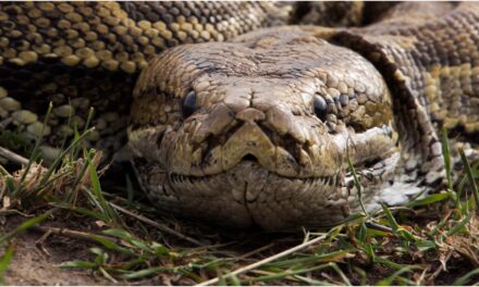 Massive Snake Captured On Video, Is Pure Nightmare Fuel: WATCH