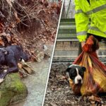 Tennessee dog to be reunited with family after agencies team up to rescue him from ravine: video