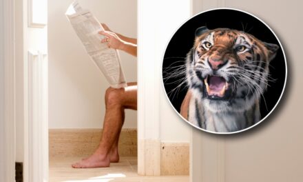 Knock Much? Wild Tiger Crashes Dude’s Trip To The Bathroom In Viral Video