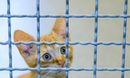 ‘Orwellian’ — Rand Paul Festivus Report Shows Feds Spent Millions Torturing Cats